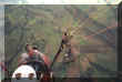 Involo3.jpg (23291 byte)